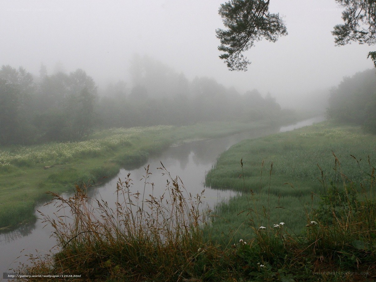 Foggy river in a forest
