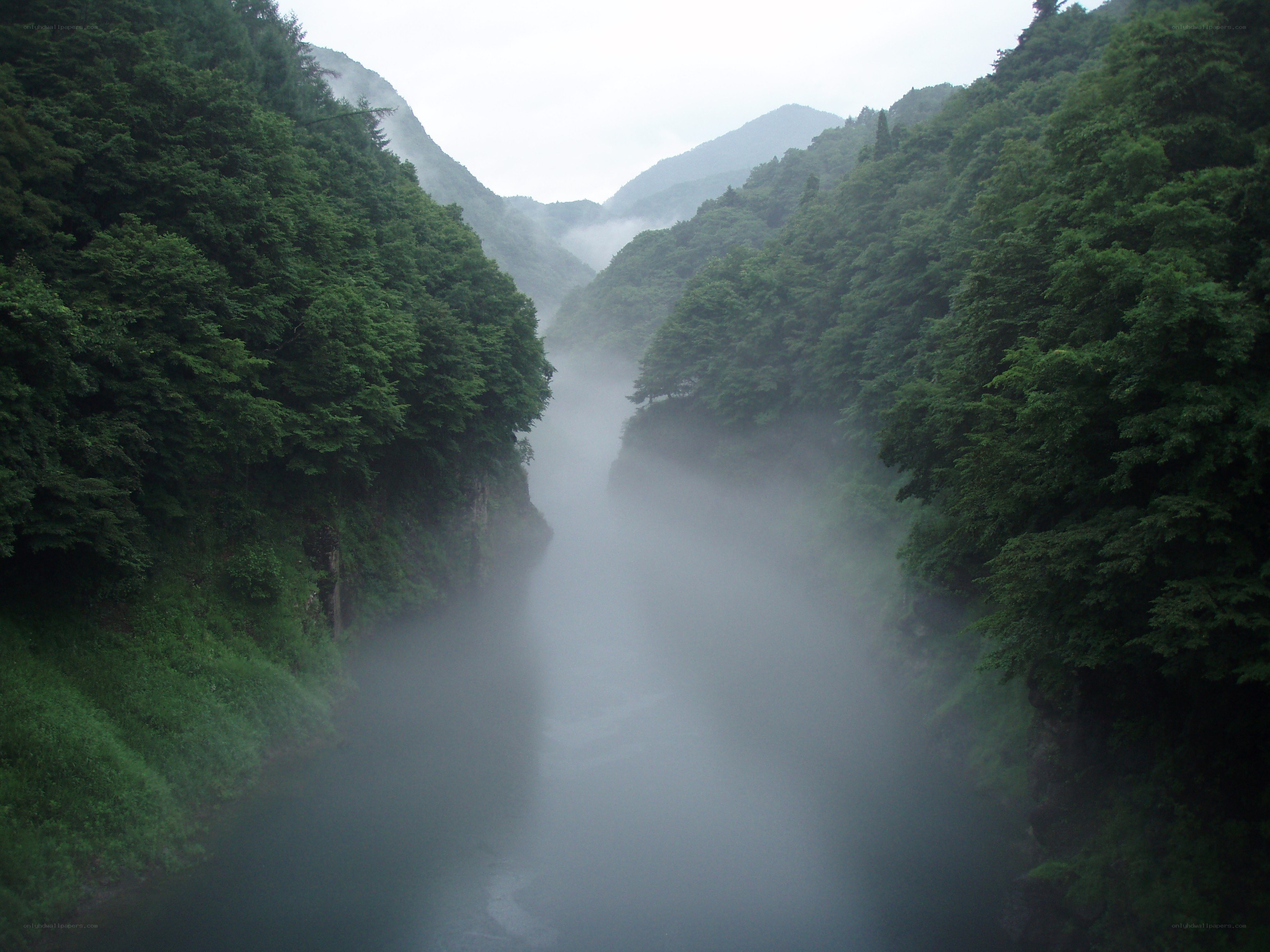 foggy river in a forested canyon