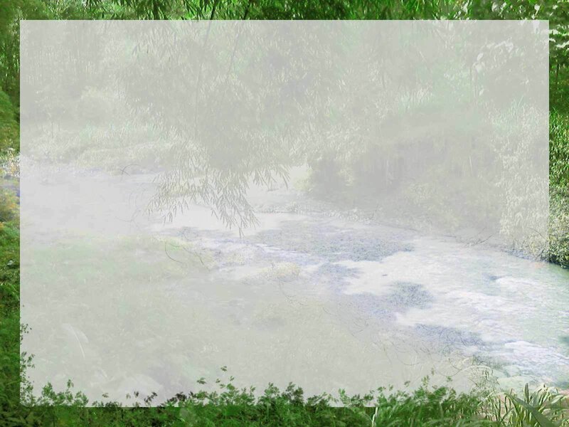 foggy river in forest