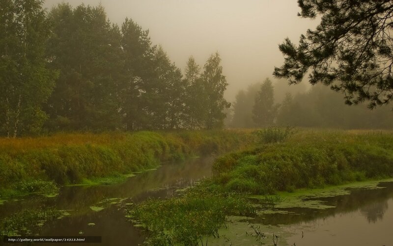 Foggy river in forest