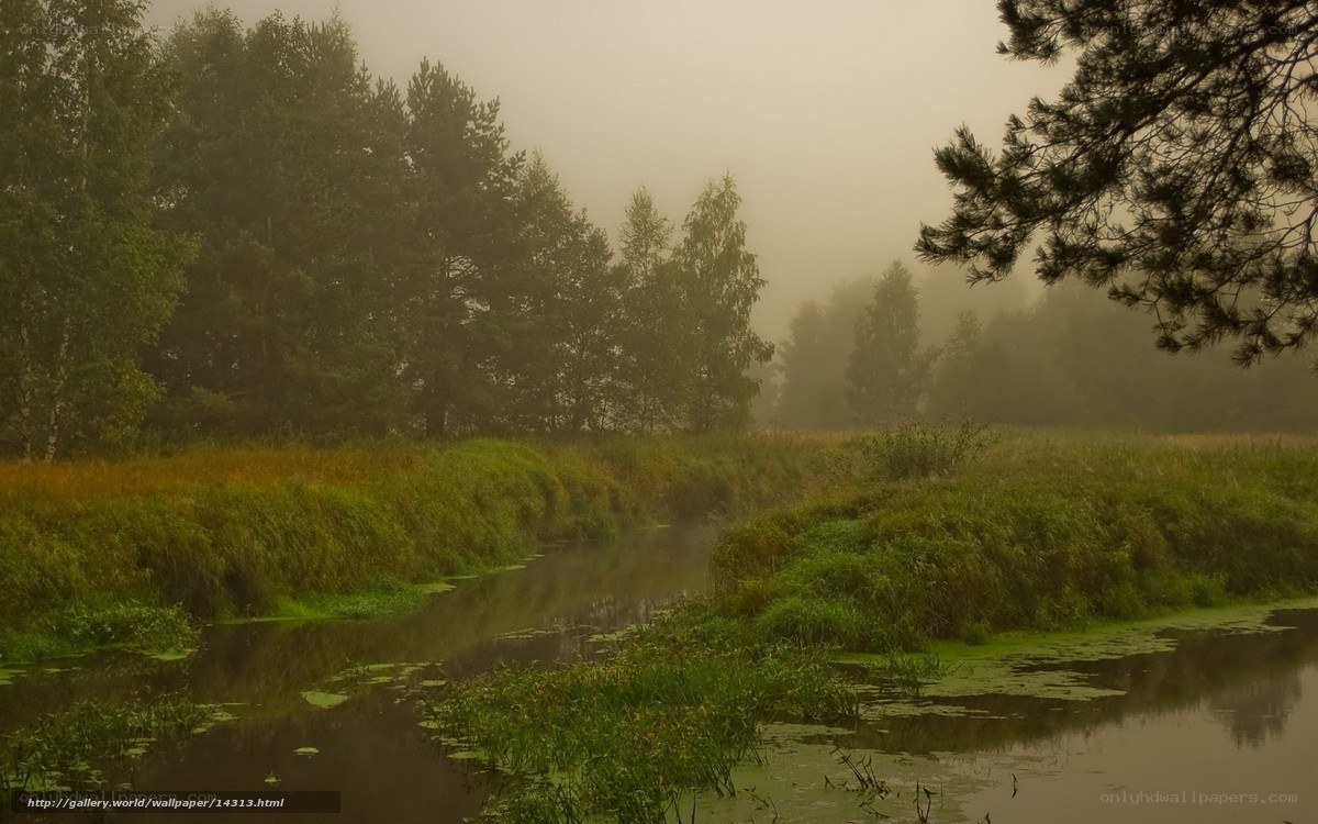 Foggy river in forest
