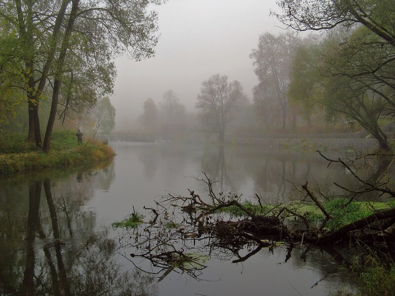 Foggy river scene with fallen branches