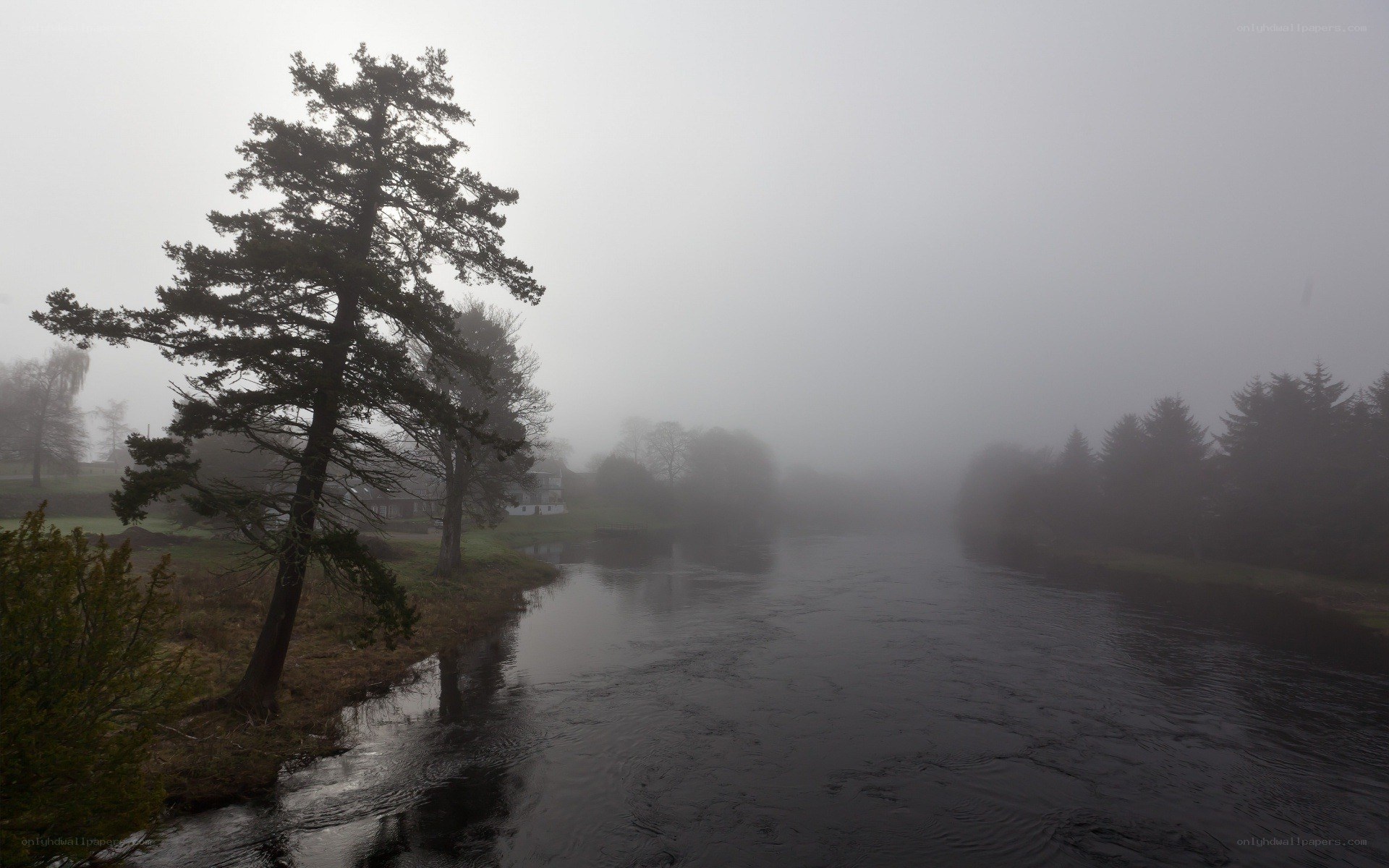 Foggy river scene with trees