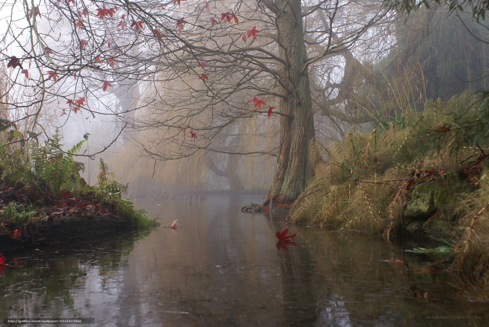 Foggy river with autumn leaves