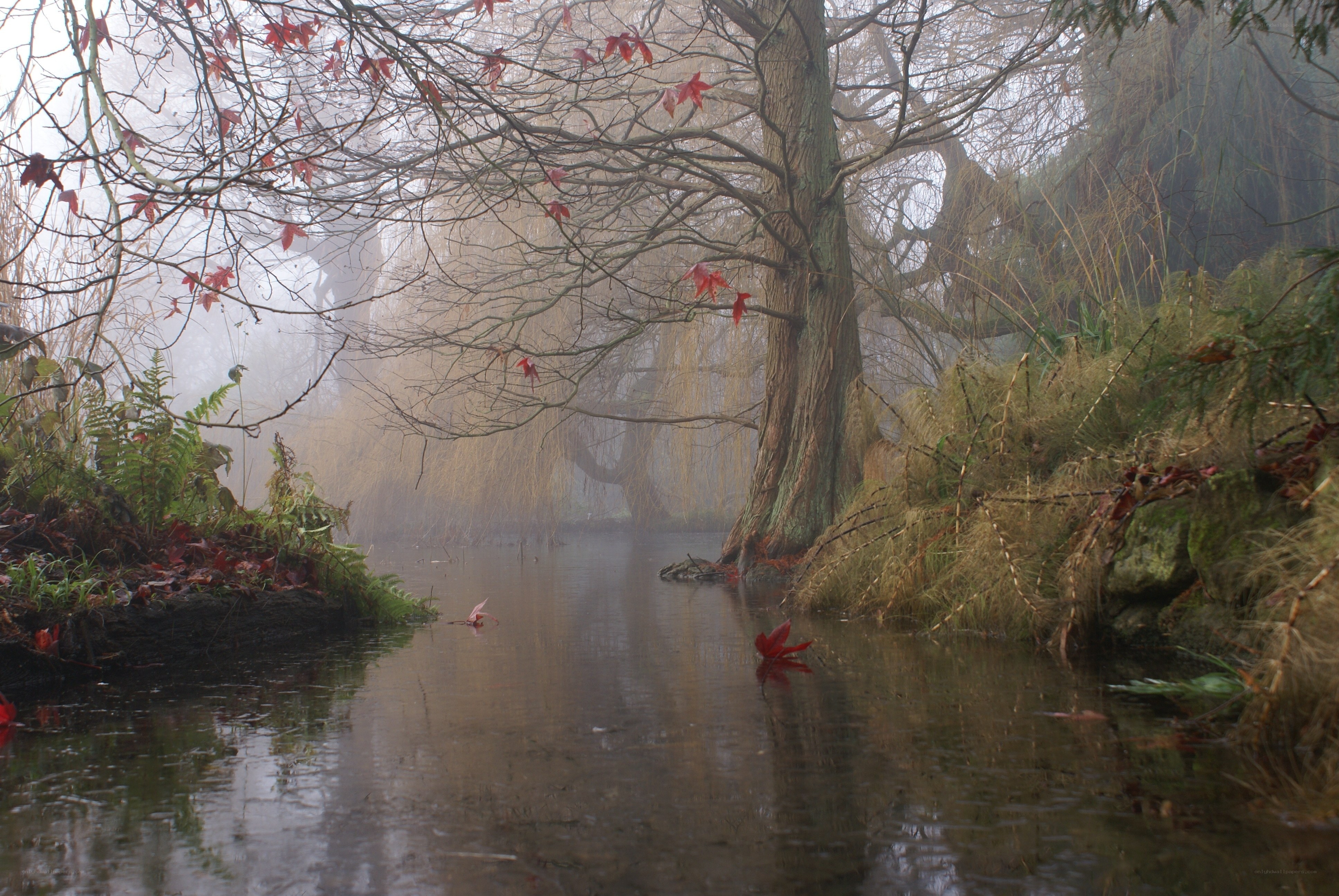 Foggy river with autumn leaves