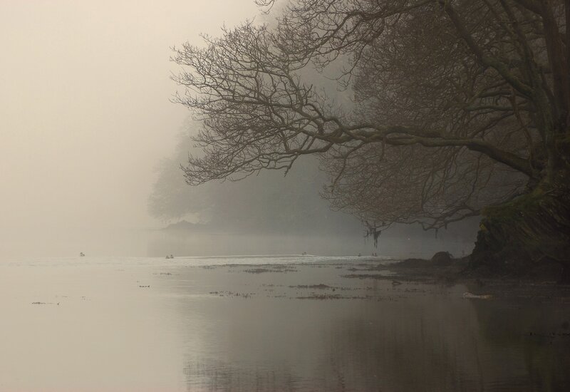 Foggy river with bare trees