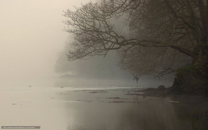 Foggy river with bare trees
