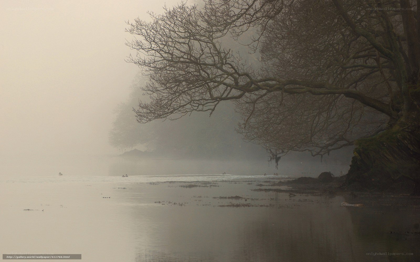 Foggy river with bare trees