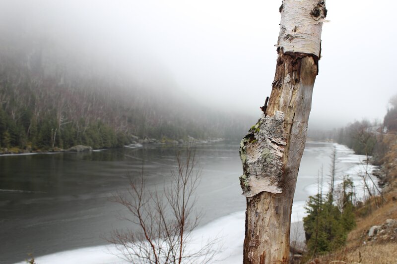 Foggy river with birch tree