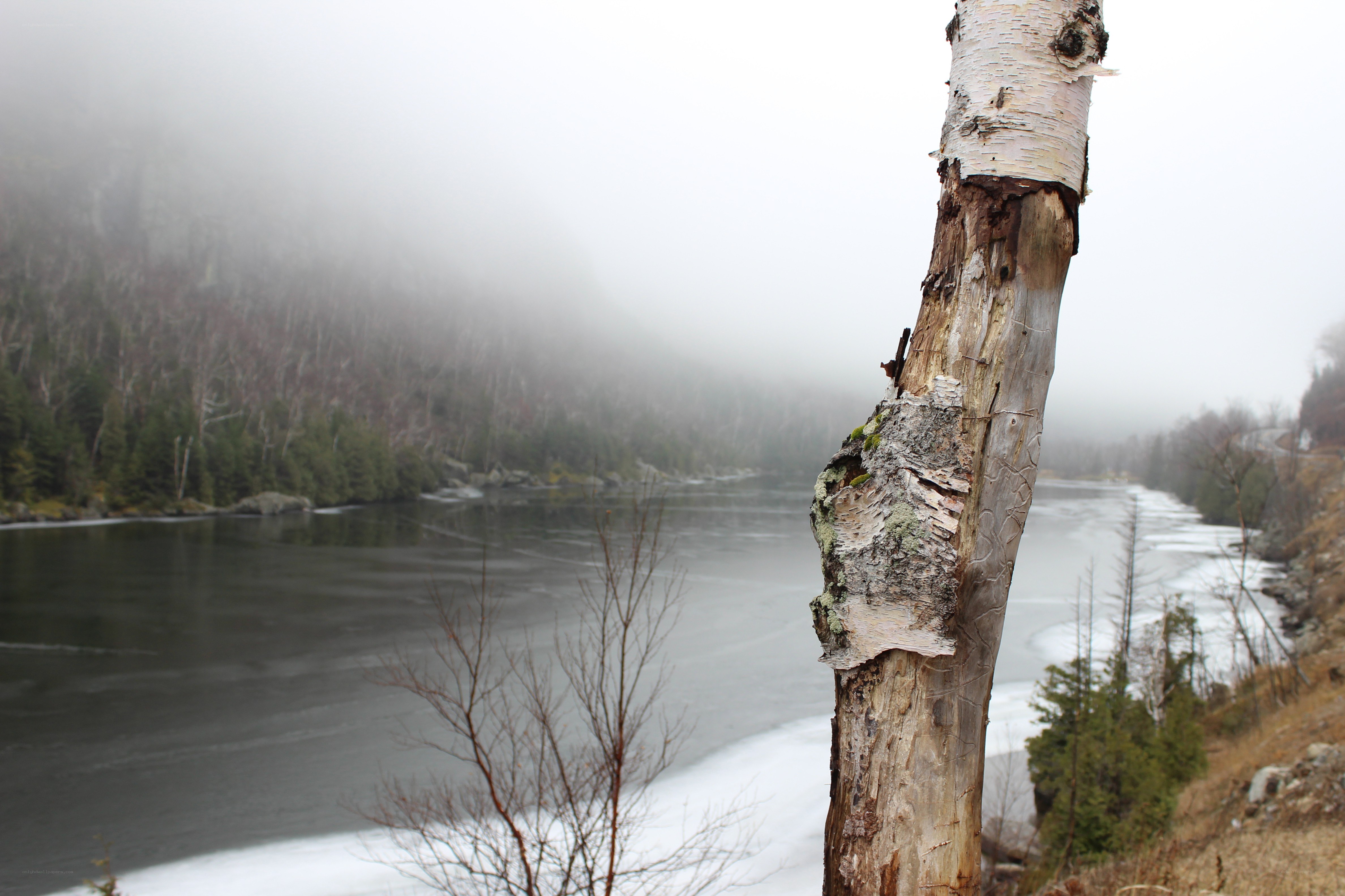 Foggy river with birch tree