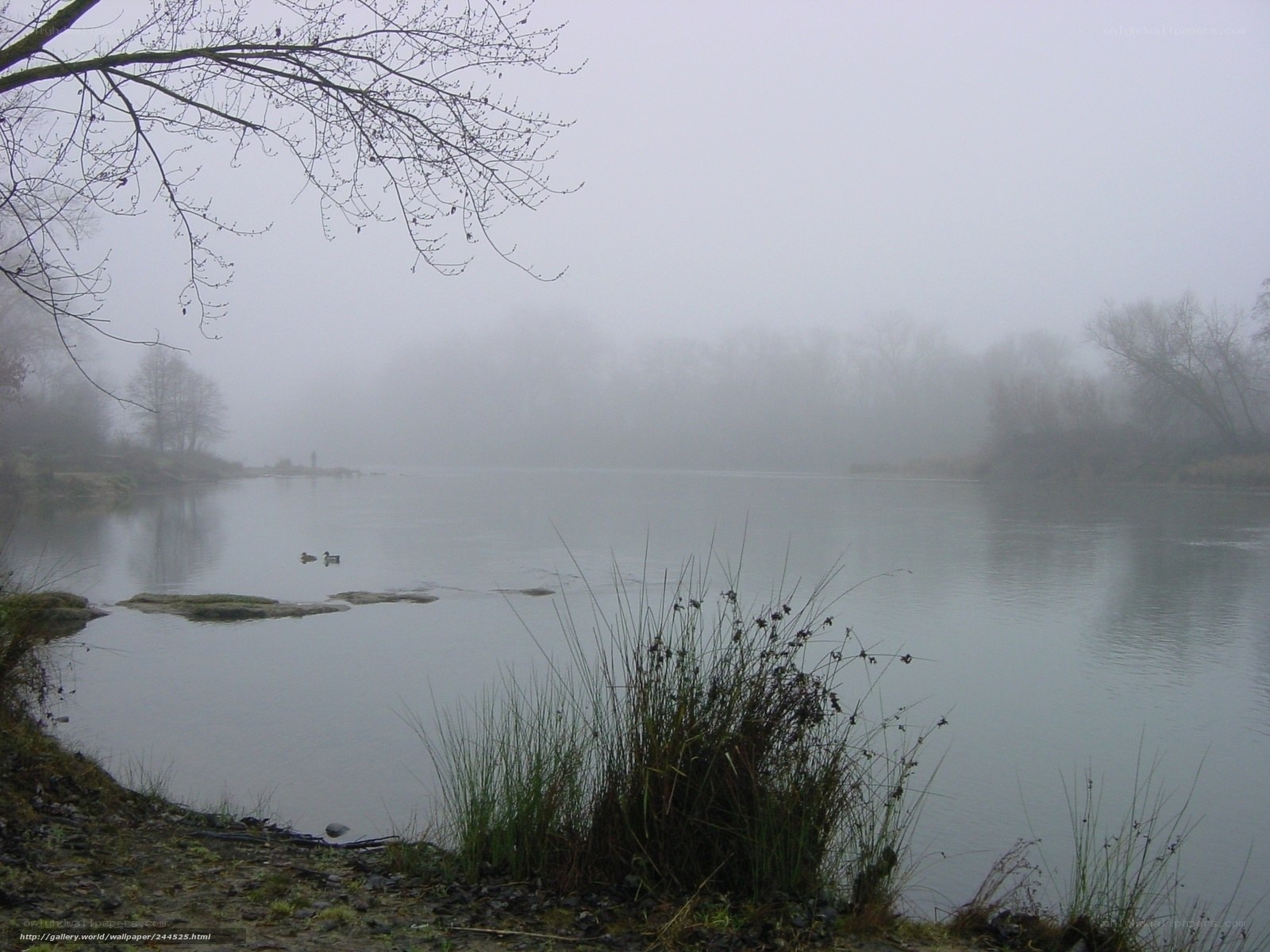 Foggy river with ducks