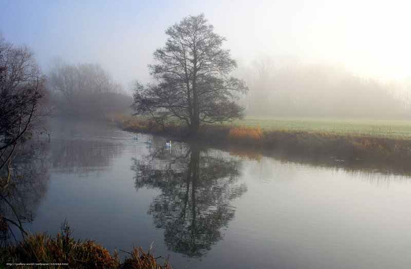 Foggy river with swans