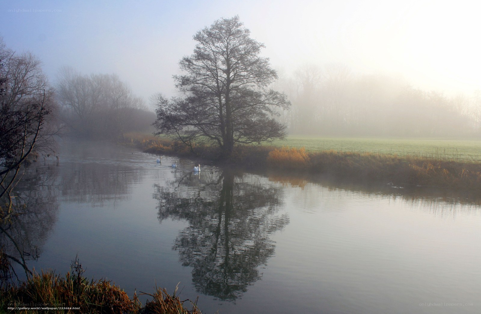 Foggy river with swans