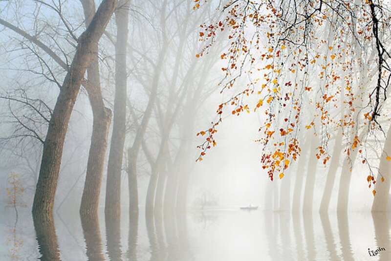 Foggy River with Trees — White