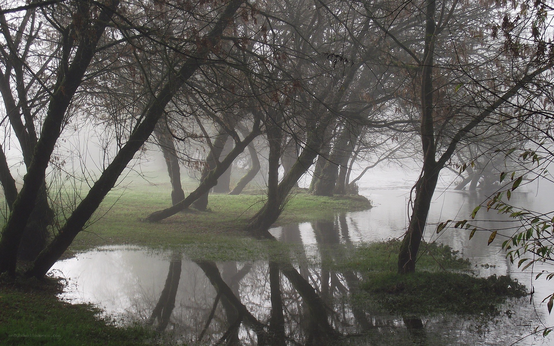 Foggy riverbank trees
