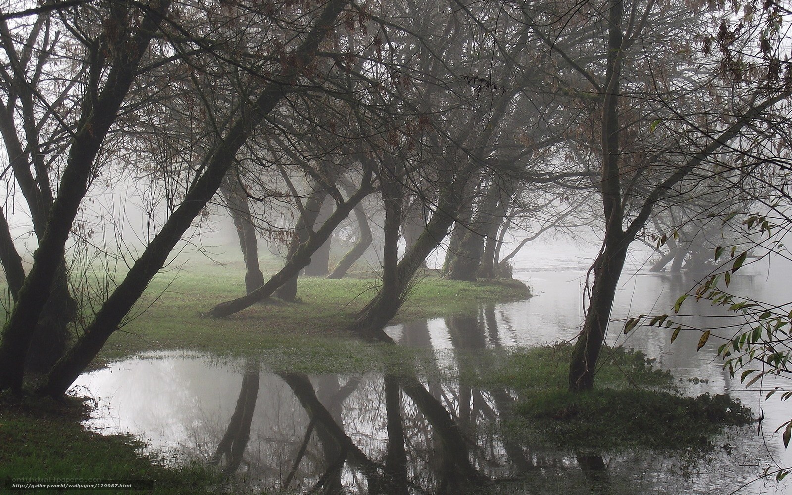 Foggy riverbank trees