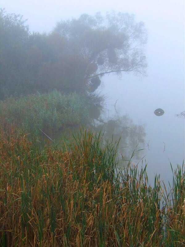 Foggy riverbank with reeds
