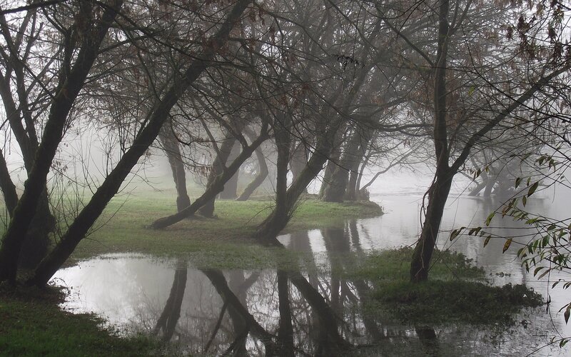 Foggy riverbank with trees
