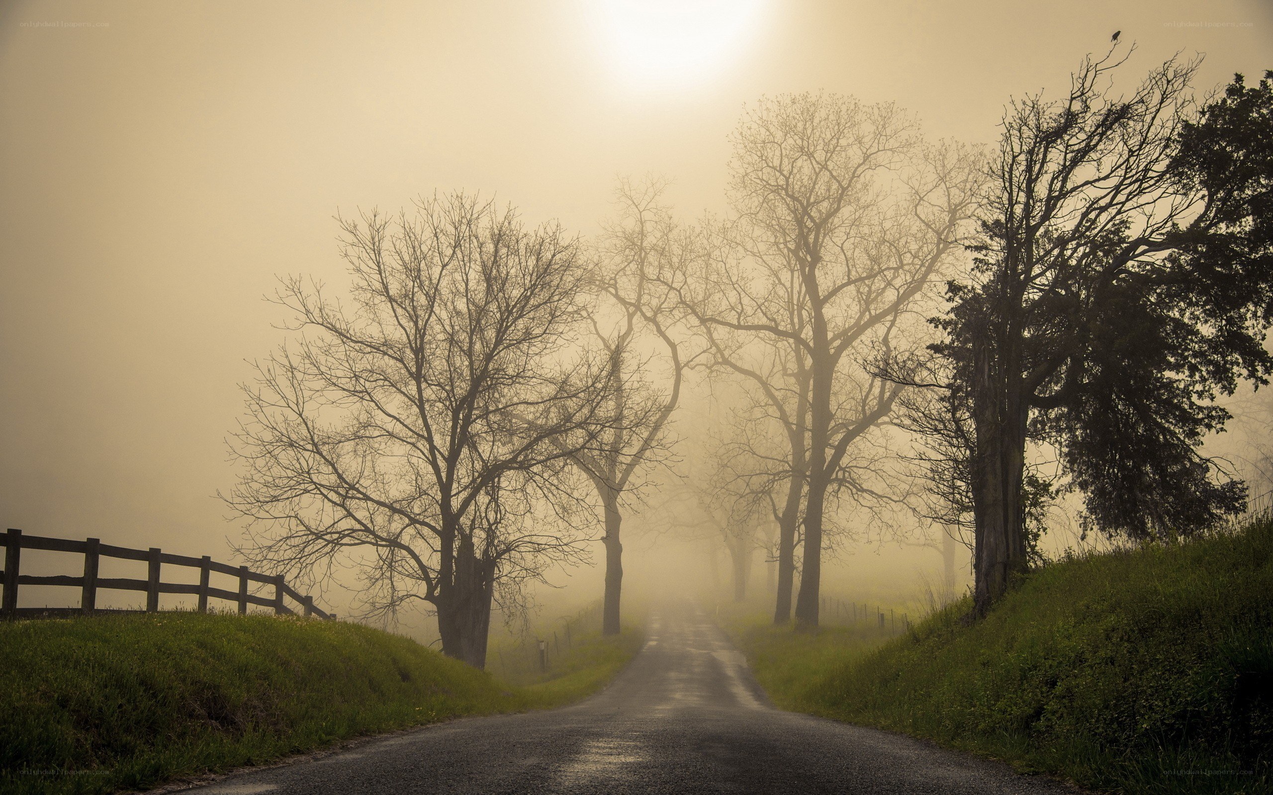 Foggy road at dawn