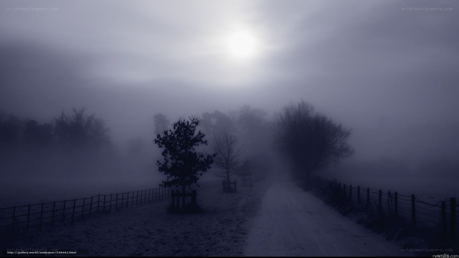 Foggy Road at Dawn