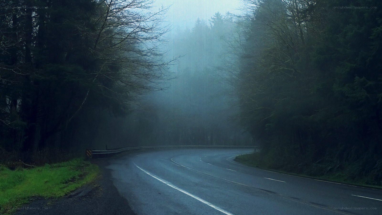 Foggy road in a forest