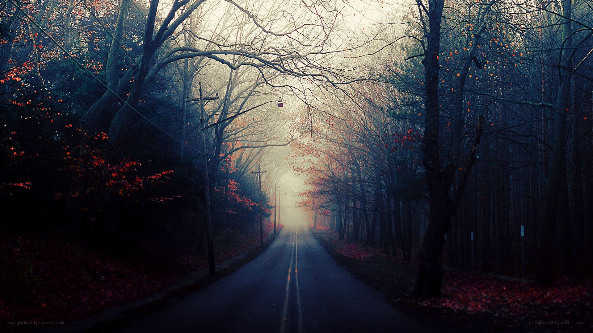Foggy road in autumn forest