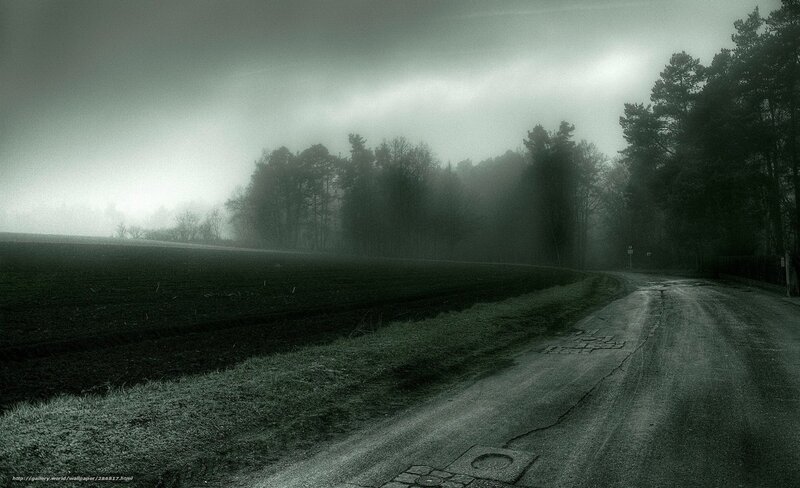 Foggy Road in Forest — Gray, Dreary, Morning