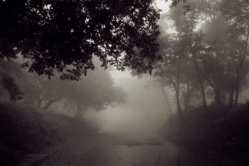 Foggy Road in Forest — Gray, Mysterious