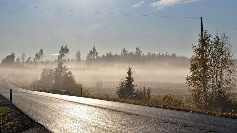 Foggy Road in Forest — Gray, Serene