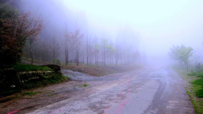 Foggy Road in Forest