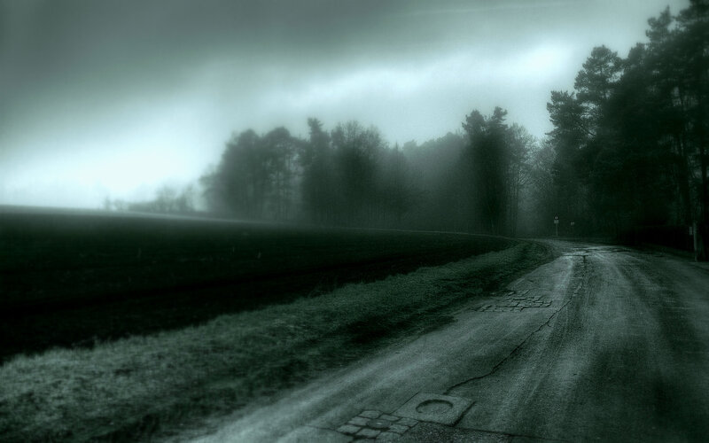 foggy road in the forest