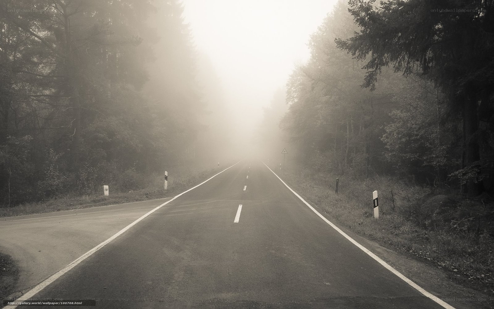 Foggy road in the forest