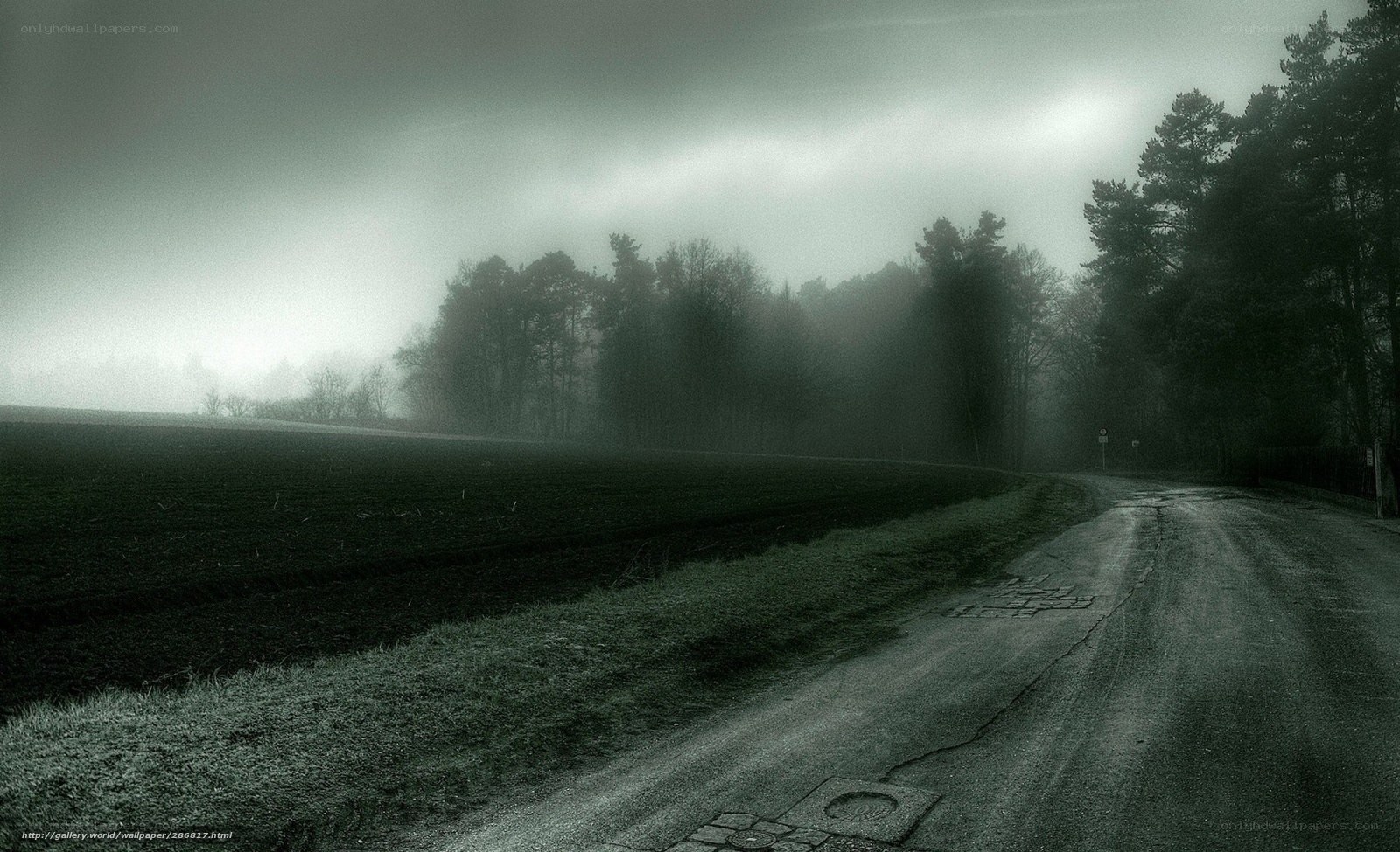 Foggy Road in the Forest