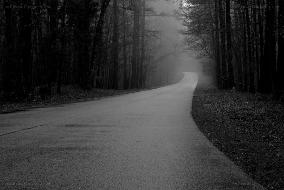 Foggy road in the forest