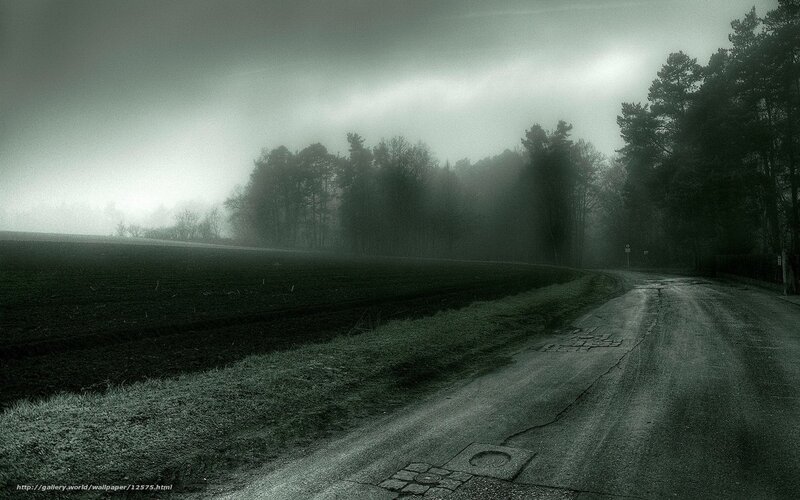 Foggy Road in the Forest