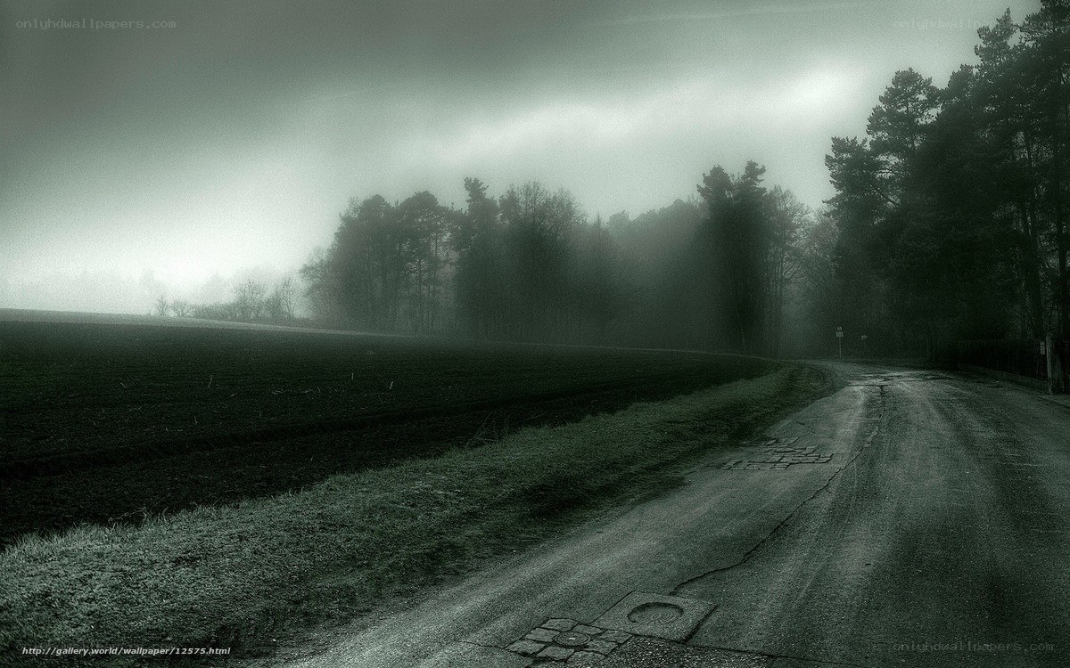 Foggy Road in the Forest