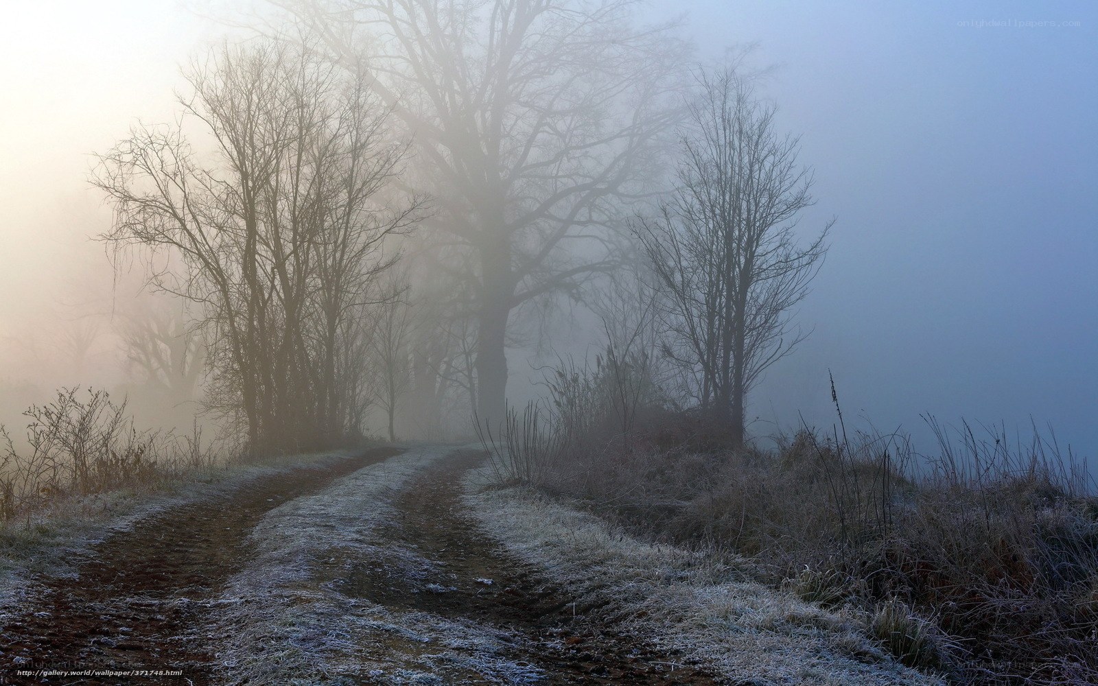 Foggy Road in Winter