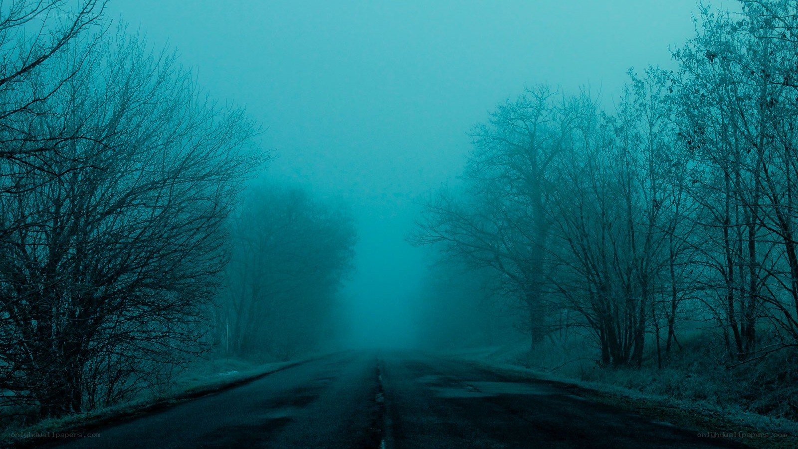 foggy road in winter forest