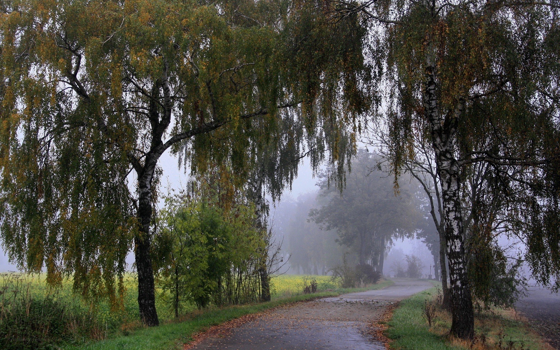 Foggy road lined with birch trees