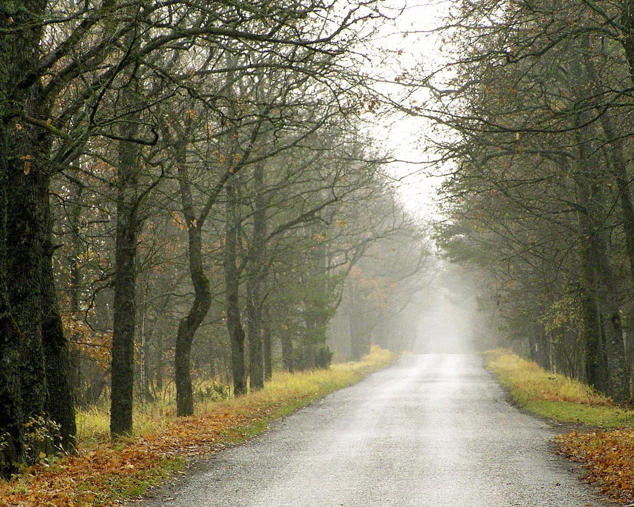 Foggy road through autumn forest