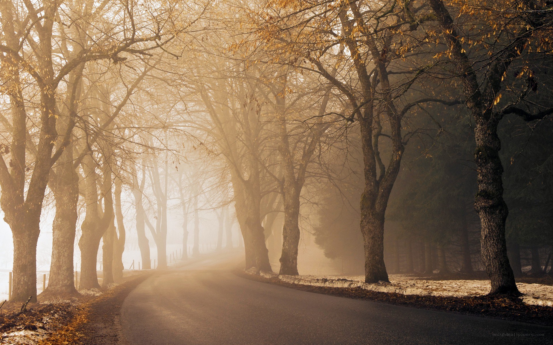 Foggy road through autumn trees