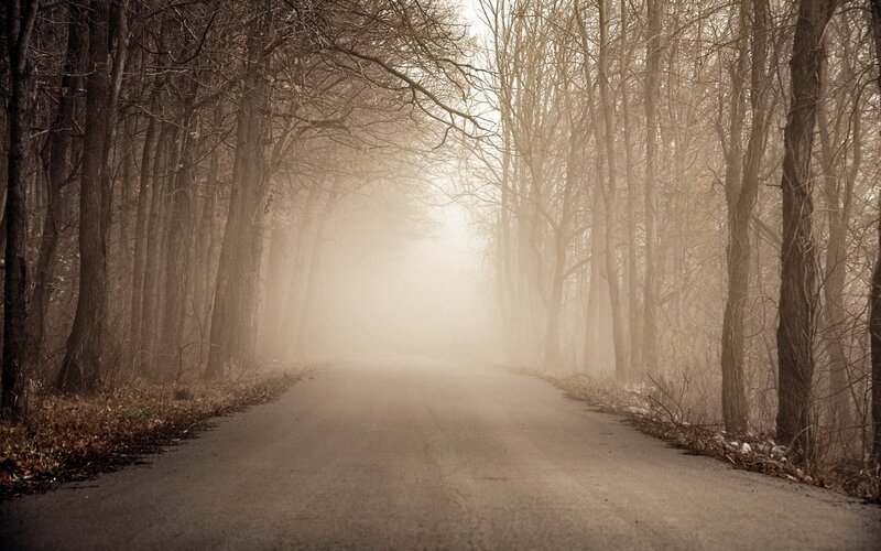 Foggy road through bare trees