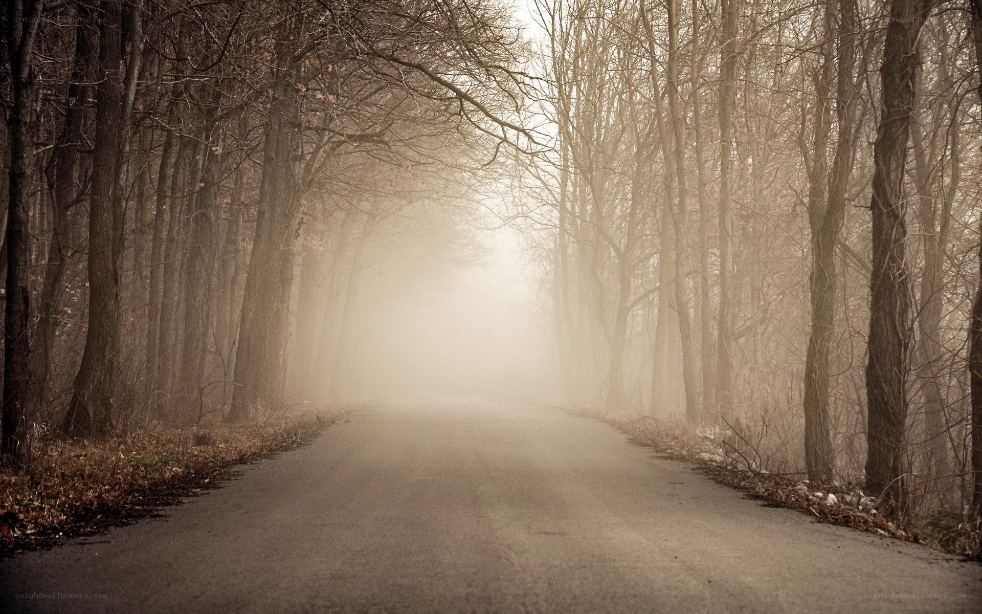 Foggy road through bare trees