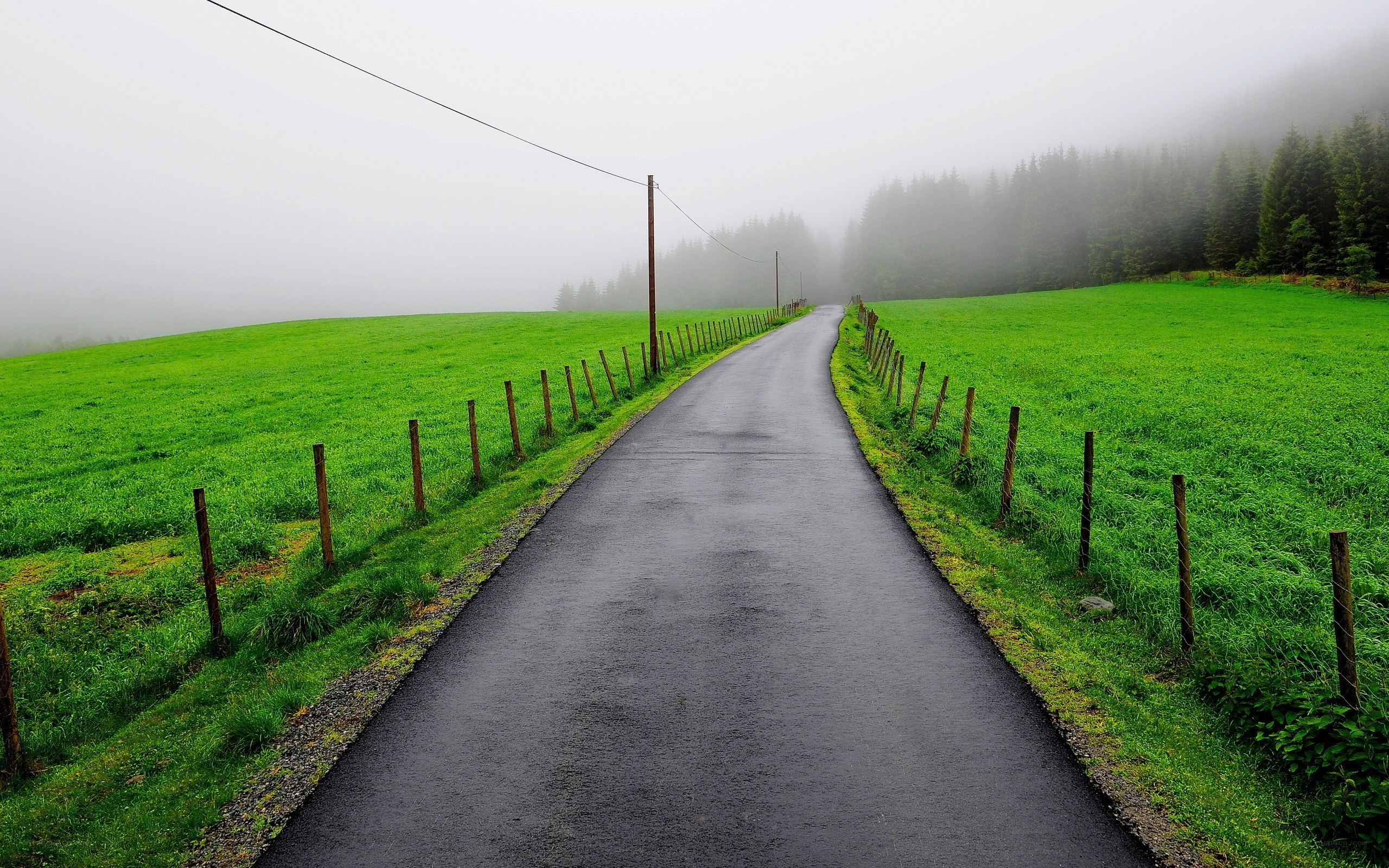 Foggy road through green fields