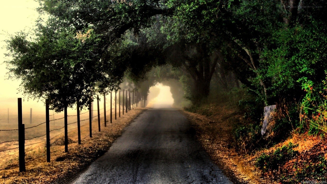 foggy road under tree tunnel