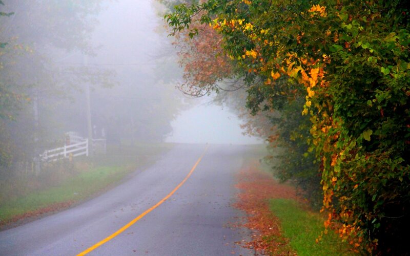 Foggy Road with Autumn Leaves — Green