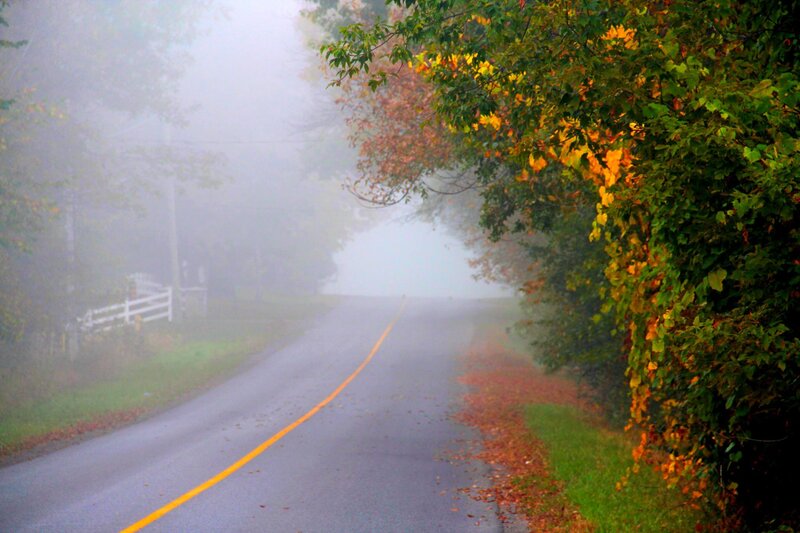 Foggy Road with Autumn Leaves