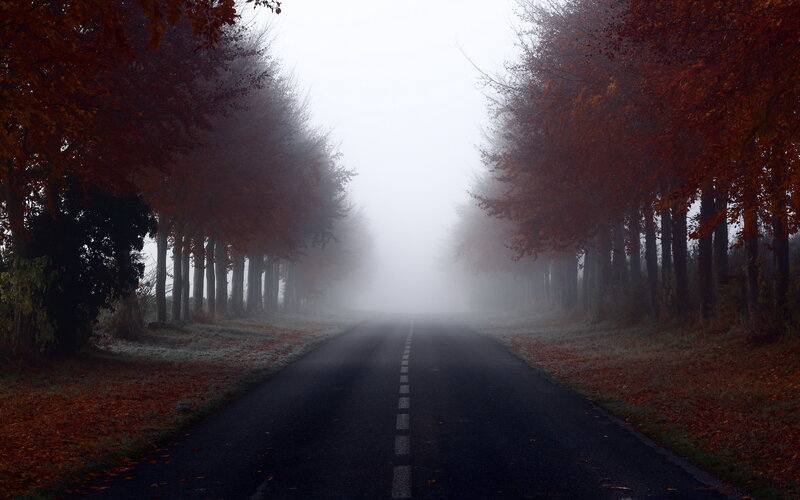 Foggy Road with Autumn Trees