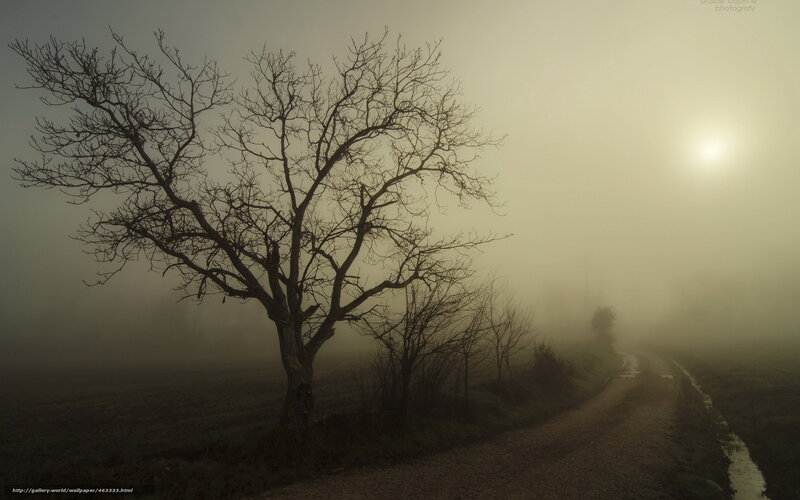 Foggy Road with Bare Tree