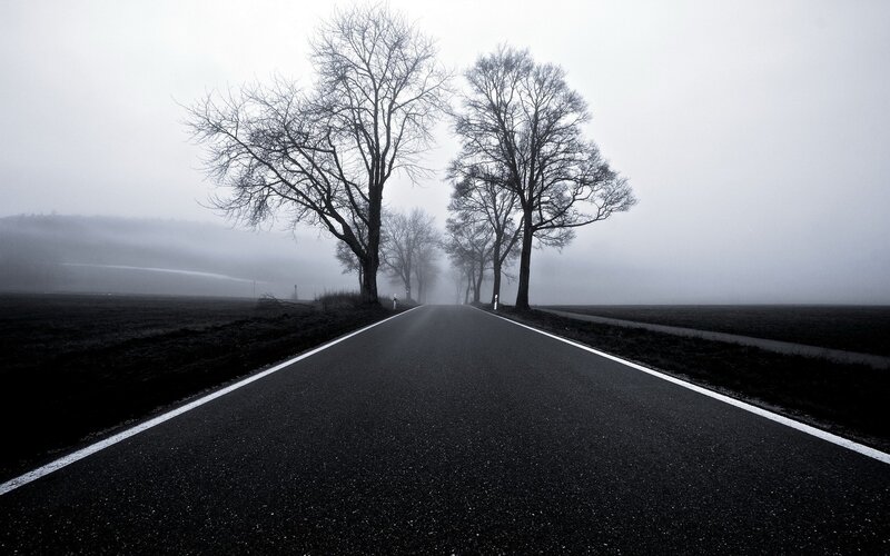 foggy road with bare trees